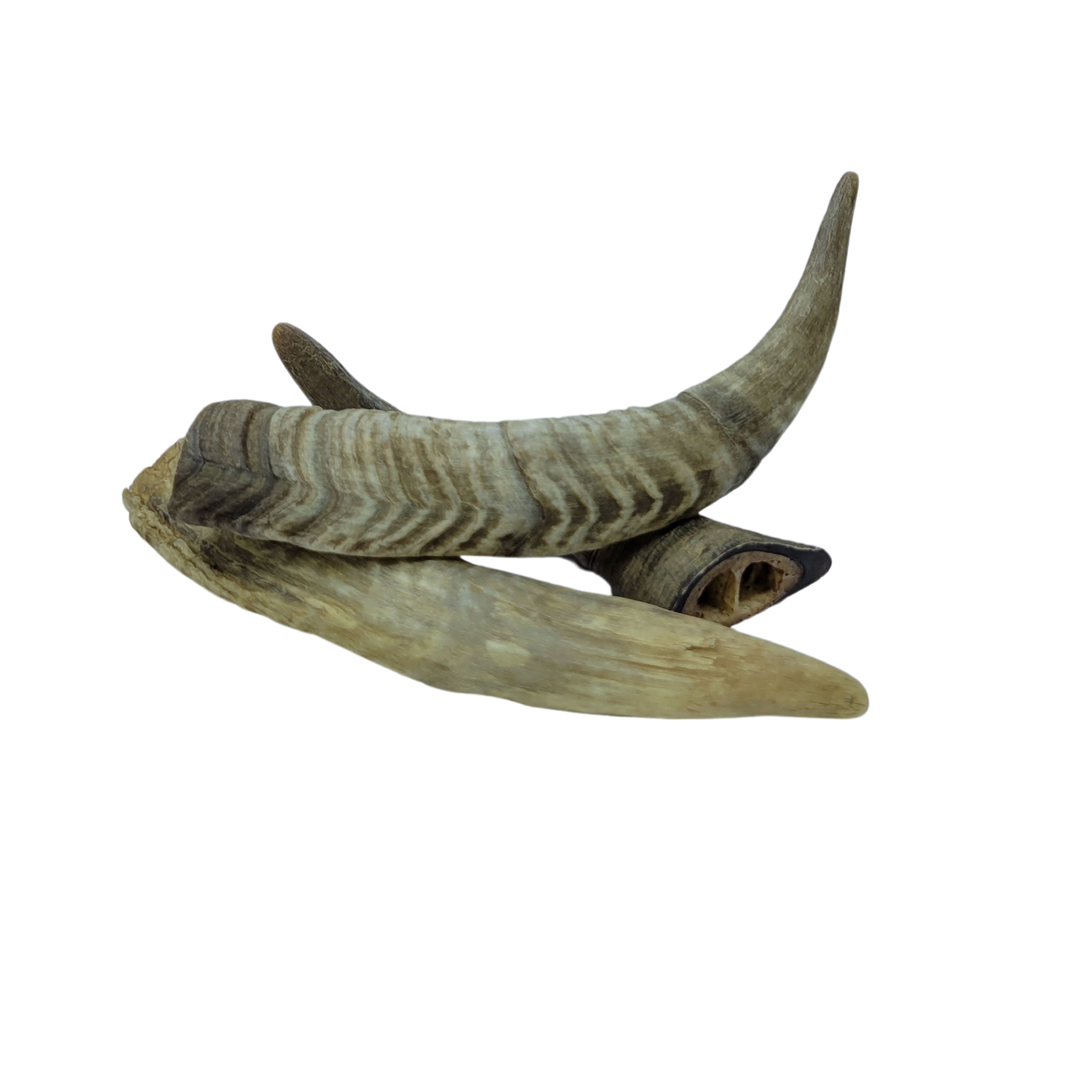 Natural Goat Horn 3
